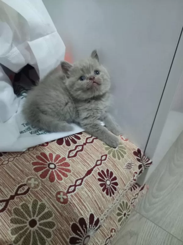 Ayi Surat Lilac British Shorthair Yavrular