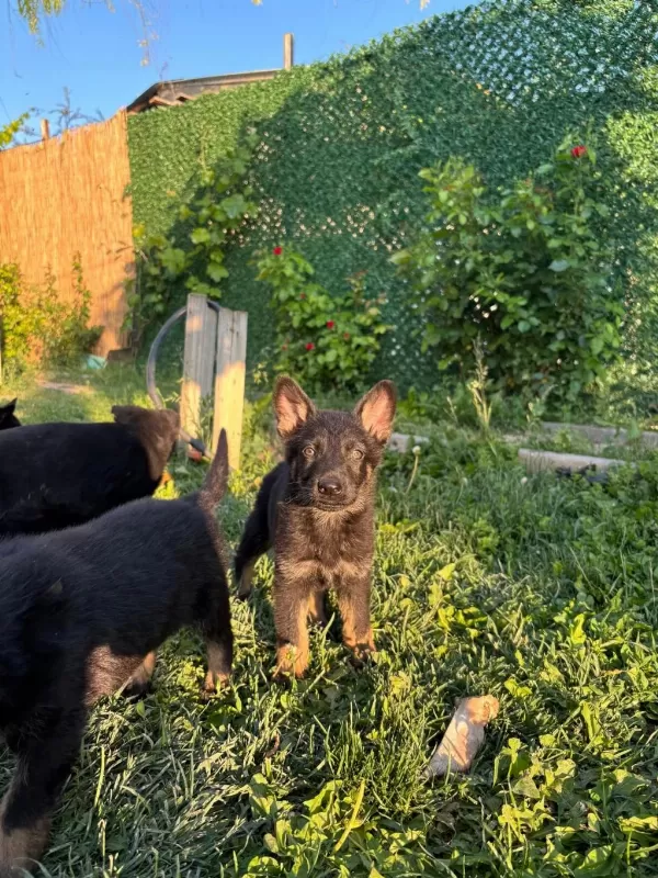Solid Black Ve Bicolor Alman Kurdu Yavruları