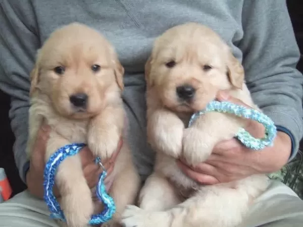Küt Burun Golden Retriever Bebekler