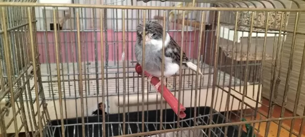 Erkek Beşiktaşlı Tepeli Gloster Kanarya