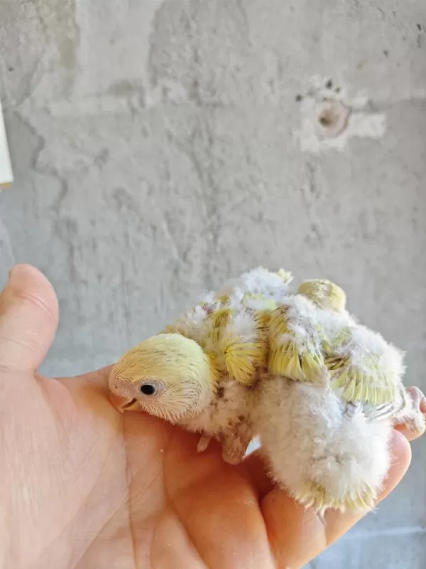 Mutasyon El Besleme Sevda Papağanı