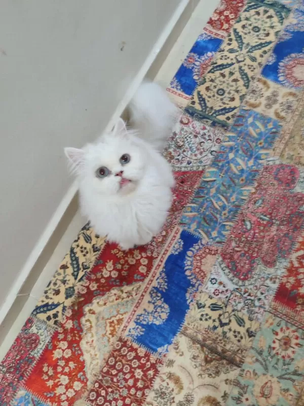 Harika İrk Ev İran Kedisi