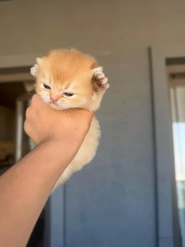 Golden British Shorthair Bebekler