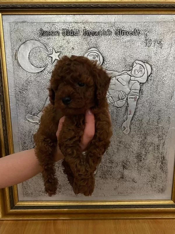 Red Brown Poodle Yavrularım Orijinal