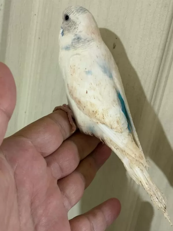 31 Günlük Konuşturmalik Bebek Muhabbet Kuşu