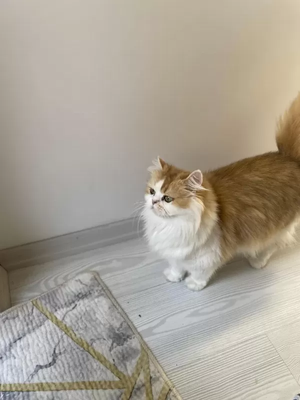 Muhteşem Güzellikte British Longhair