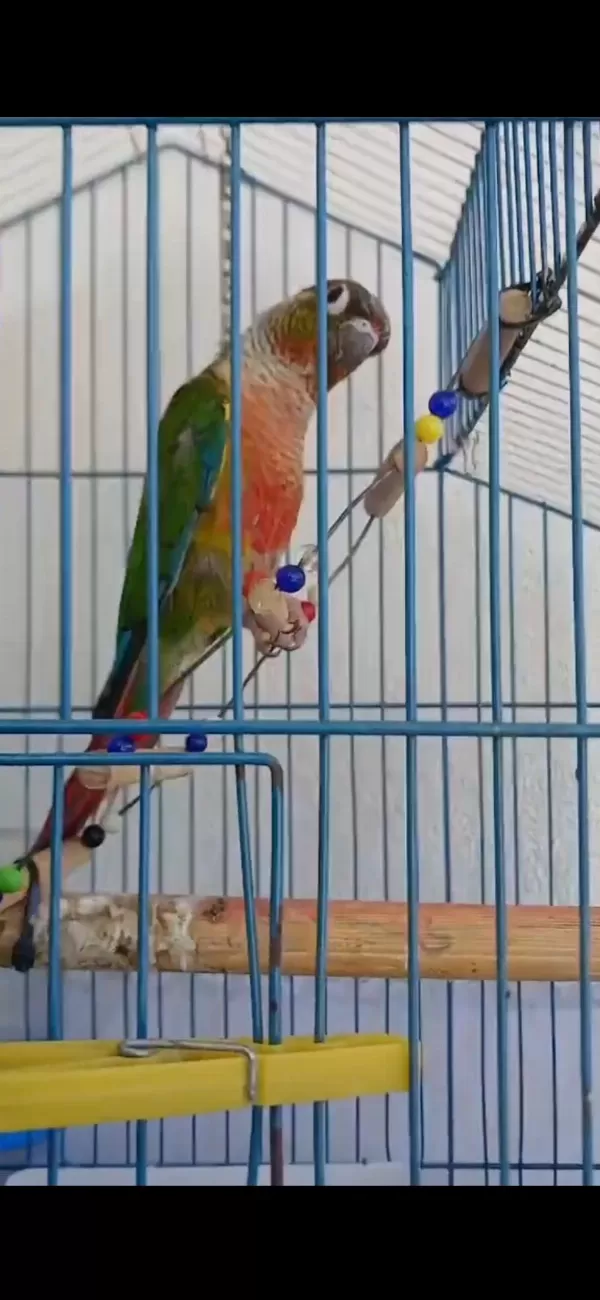 2 Adet Konur Papağanı