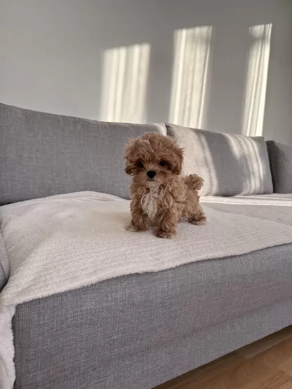 İrkının En Kaliteli Yavrusu Ev Doğumlu Poodle Bebeğim