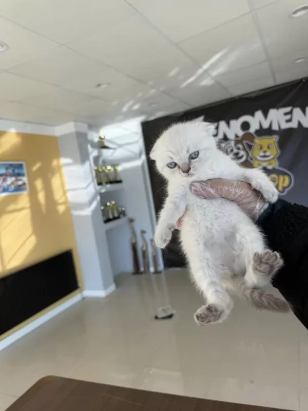 En Güzel Scottish Fold Yavrularımız Fenomen Pets Ank