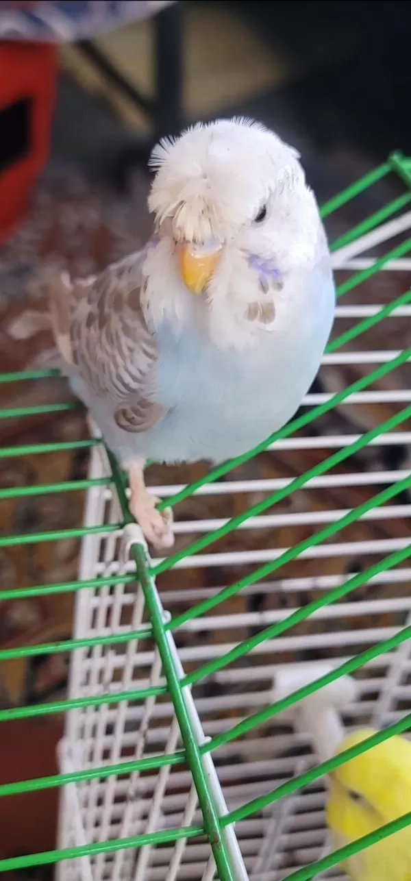 3 Muhabbet Kuşumu Ve 2 Cennet Papağanımı Takas Ediyorum