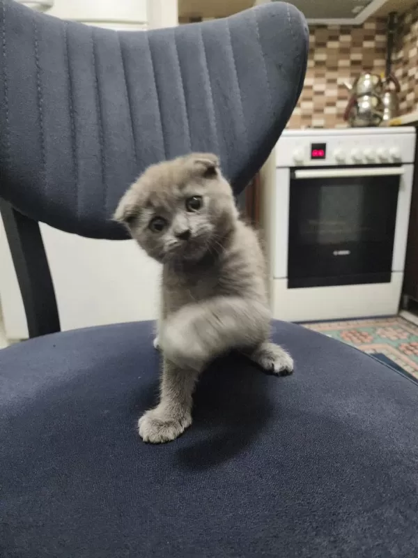 Scottish Fold Kedimiz