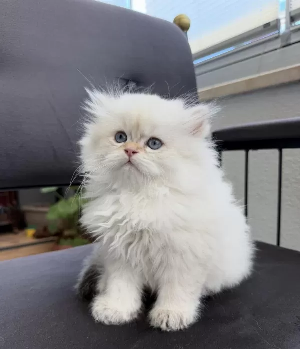British Longhair By1133 Anne Baba Şecereli Yavru