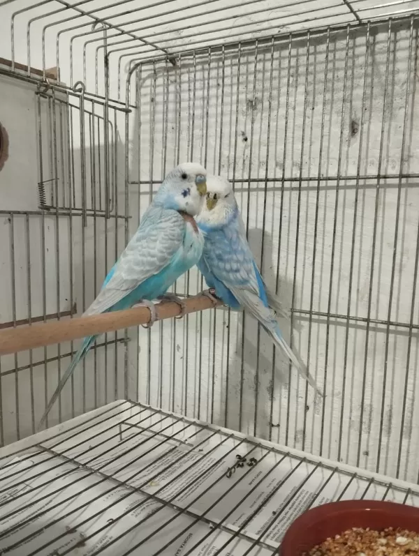 2 Yaşında Yavru Alınmış Muhabbet Kuşu Takımı