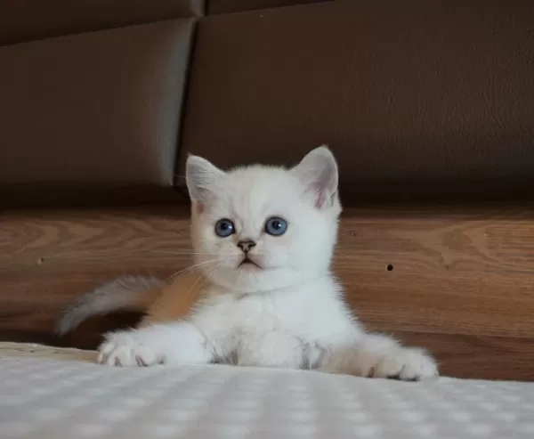 Mavi Gözlü Ve Yeşil Gözlü Scottish Fold Yavrular