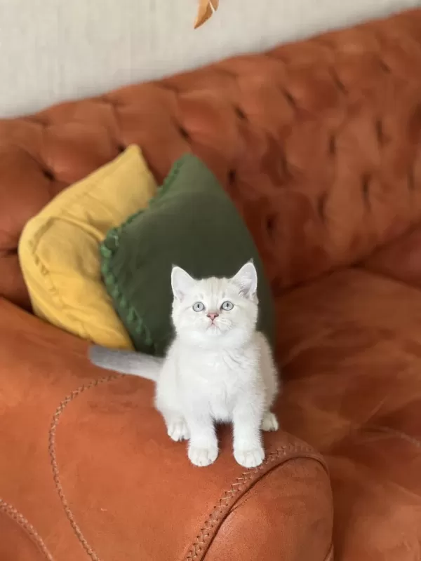 A Kalite British Shorthair Yavrum