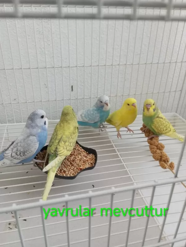 Yavru Takım Yetişkin Erkek Dişi Muhabbet Kuşu