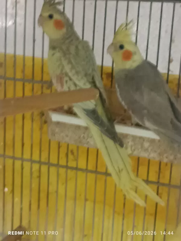 Hobiciden Bebek Sultan Papağanlar