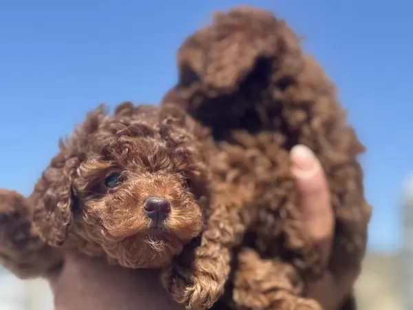 Wc Eğitimli Aşılı Pasaportlu Toy Poodle Yavrularımız