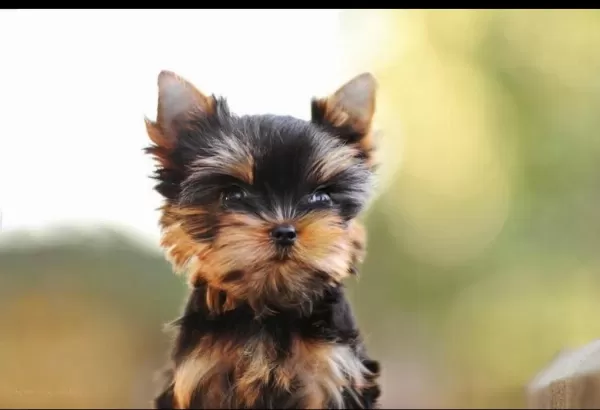 Wc Eğitimli Pasaportlu Tea Cup Yorkshire Terrier