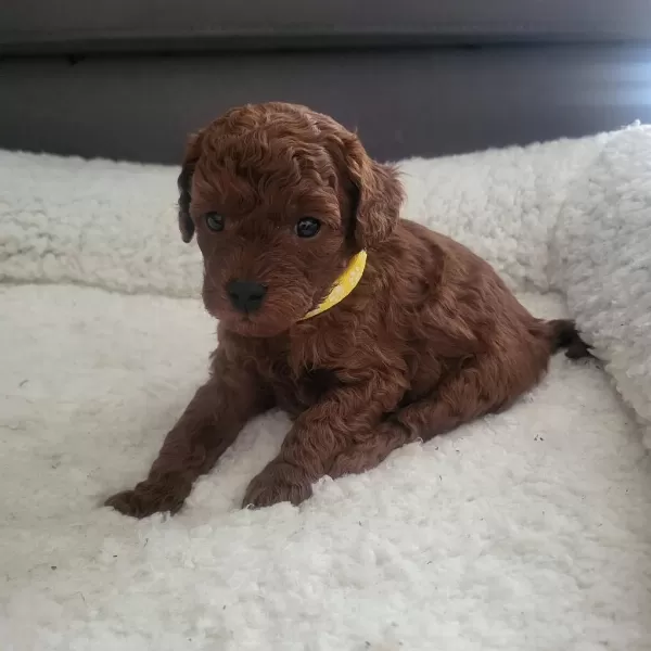 Toy Poodle Köpeklerimiz