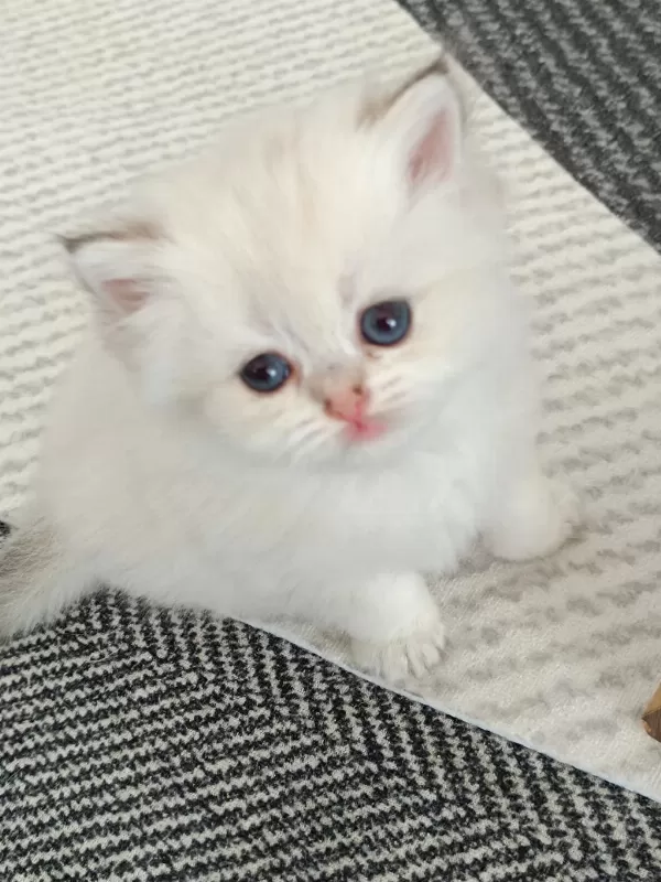 Muhteşem Güzellikte Golden Blue Point British Longhair