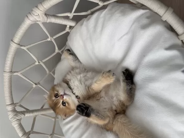 Golden Scottish Fold