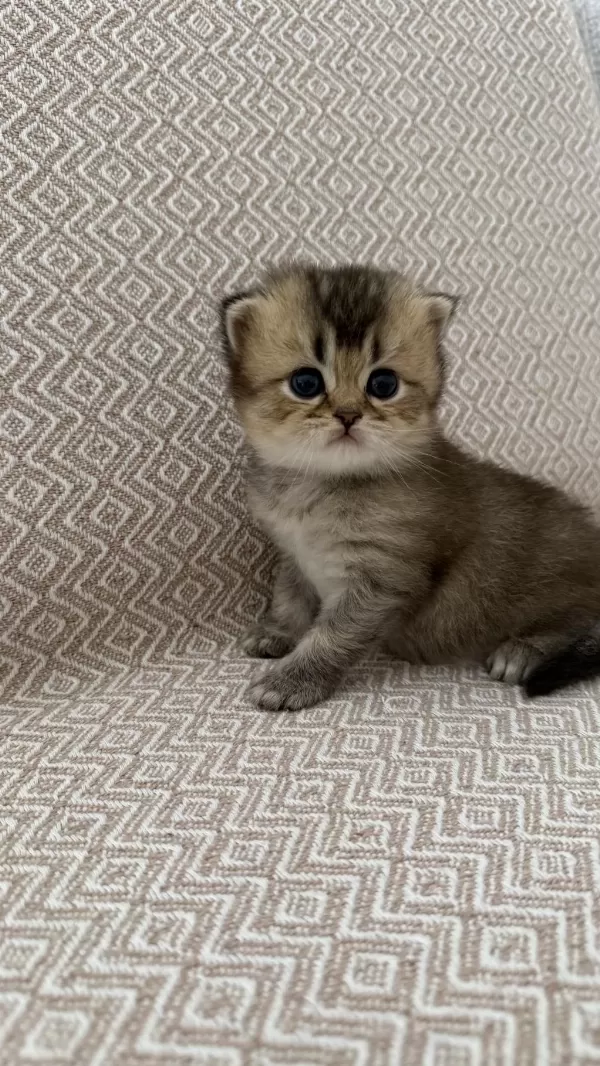 Dişi Golden British Shorthair Bebekler