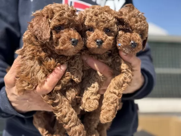 Wc Eğitimli Aşılı Pasaportlu Toy Poodle