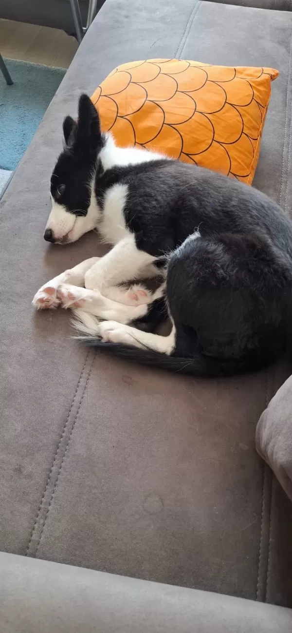 4 Aylık Dişi Border Collie
