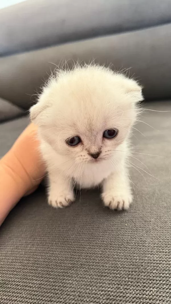 Teslime Hazir Mükemmel Bir Scottish Fold Ponçikler