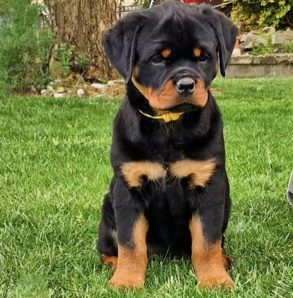 Sağlıklı Rottweiler Safkan
