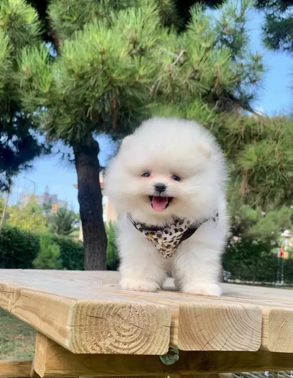 Safkan Pomeranian Boo Bebekler