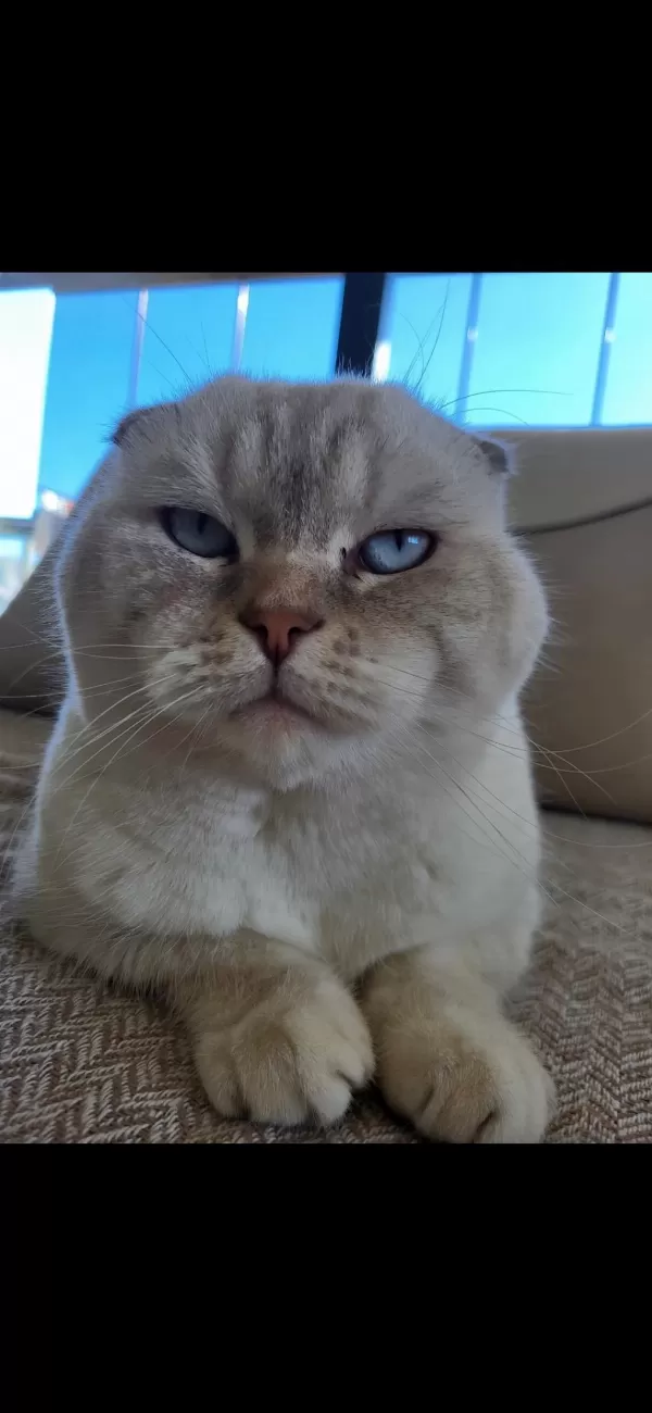3.5 Yaşında Scottish Fold
