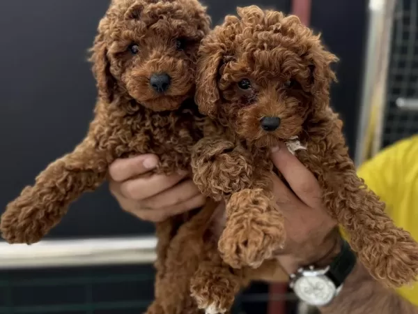 Ankarada Ziyarete Açık Kore Toy Poodle Yavrularımız
