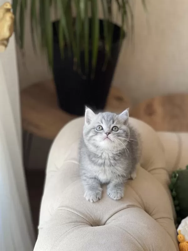 Ayi Surat British Shorthair Yavrum