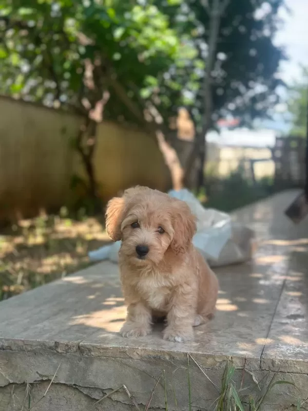 Yuva Arıyoruz Maltipoo Köpeğimize