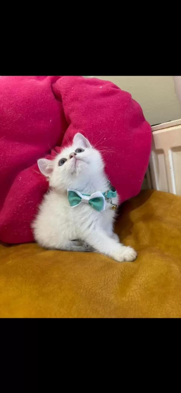 British Shorthair Erkek Yavrumuza Yuva (uyguna)