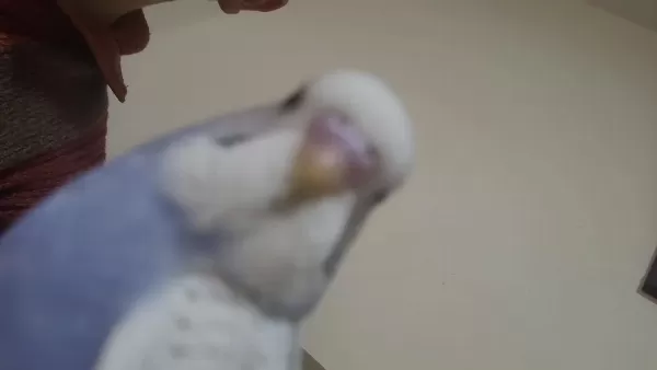 Elde Yatan Erkek Muhabbet Kuşu