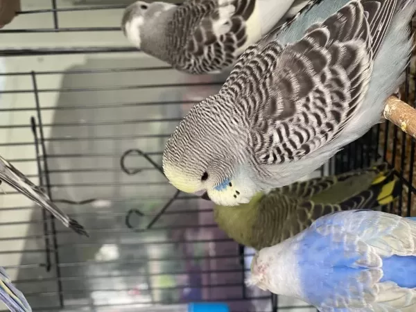 Bayram Boyunca Petshopumuz Açıktır