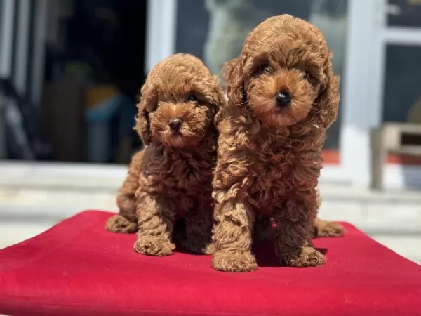 Ankranın En Elit Toy Poodle Yavruları Ziyarete Açık