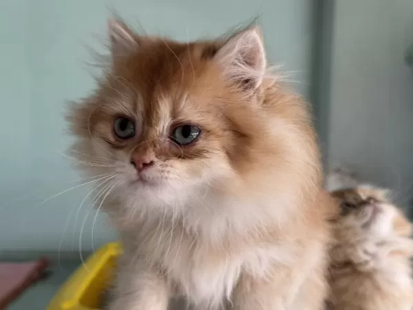 Show Kalite Golden Longhair British Yavrularımız