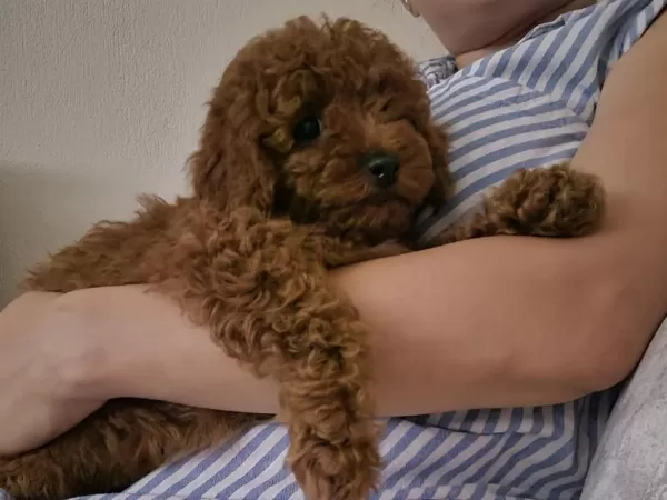 Sağlıklı Poodle Yakişiklimiz