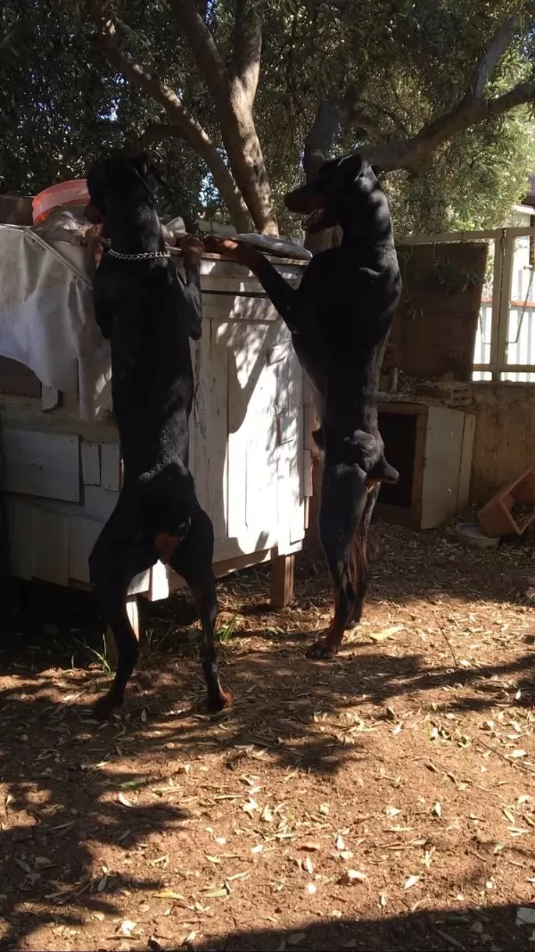 Erkek European Doberman Maybach