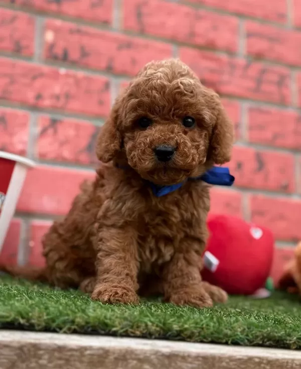 Safkan Toy Poodle Bebekler