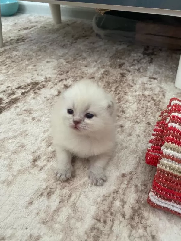 Britsh Shorthair Yavru Kedimiz