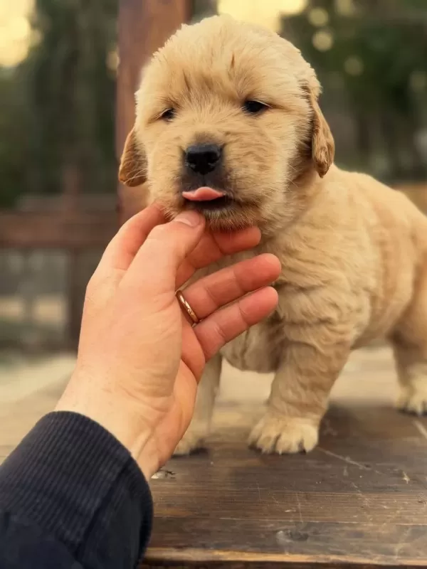Golden Retriever Yavrulari
