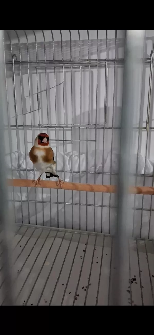 Harika Erkek Saka Kuşu