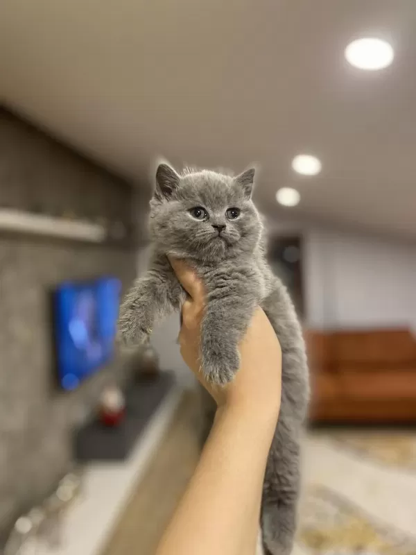 British Shorthair Blue Yavrularim