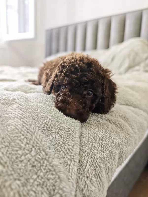 Çikolatali Toy Poodle Bebekler