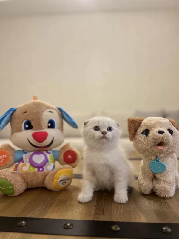 Scottish Fold Silver Point Yavrum